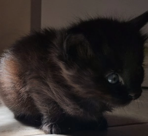 Regalo gattini | Foto 3