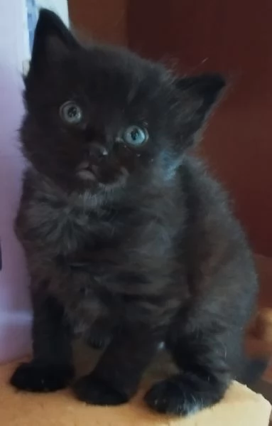 Regalo gattini | Foto 2