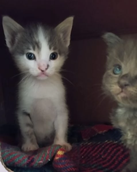 Regalo gattini | Foto 1