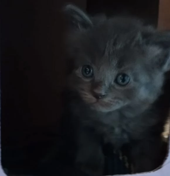 Regalo gattini | Foto 0