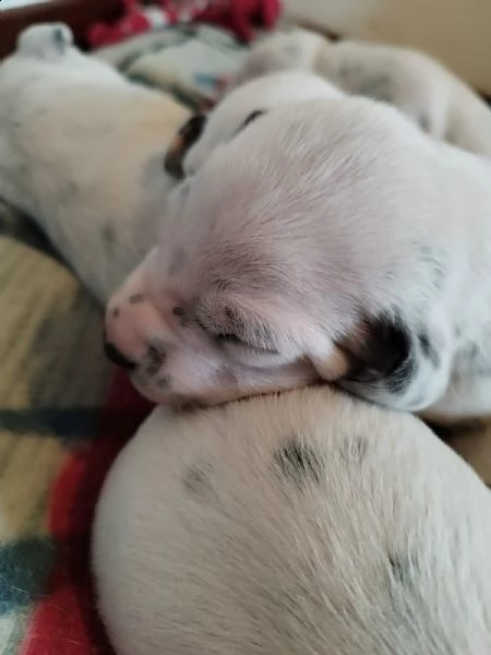 cuccioli nati il 3 maggio 2023 | Foto 0