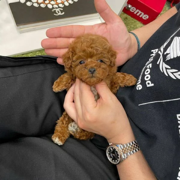 maltese toy | Foto 0