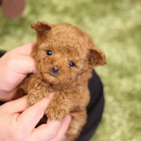 maltese toy