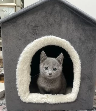 bellissimi gatti di blue di russia