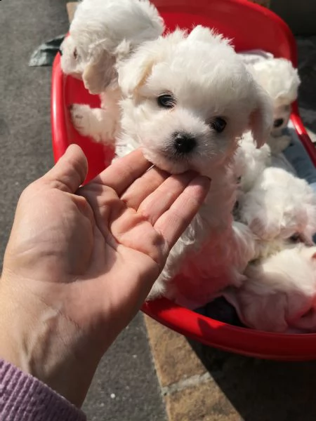 vendita cuccioli maltesi  | Foto 0