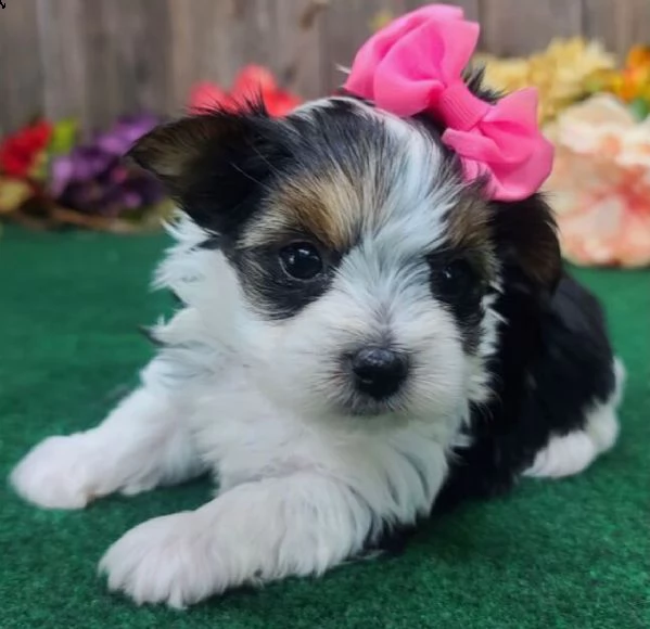 regalo bellissimi cuccioli allevati shihtzu colore bianco e nero