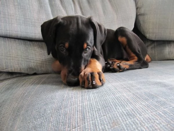 cuccioli di dobermann