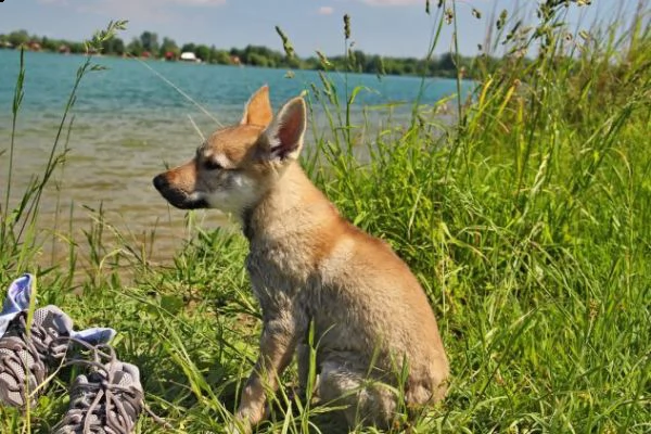 cuccioli di cane lupo cecoslovacco disponibili 