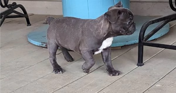 cuccioli di bulldog francese blu merle torba nero tigrato con pedigree cercano casa