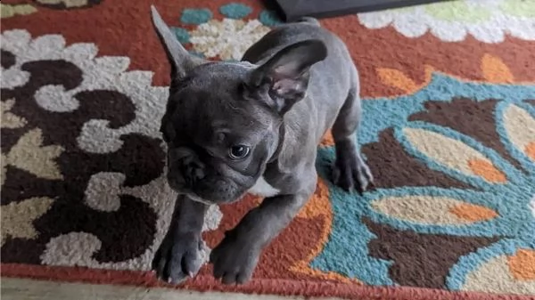 cuccioli di bulldog francese blu merle torba nero tigrato con pedigree cercano casa | Foto 6
