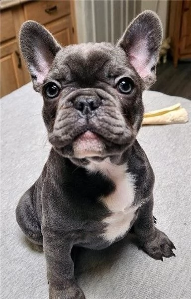 cuccioli di bulldog francese blu merle torba nero tigrato con pedigree cercano casa | Foto 5