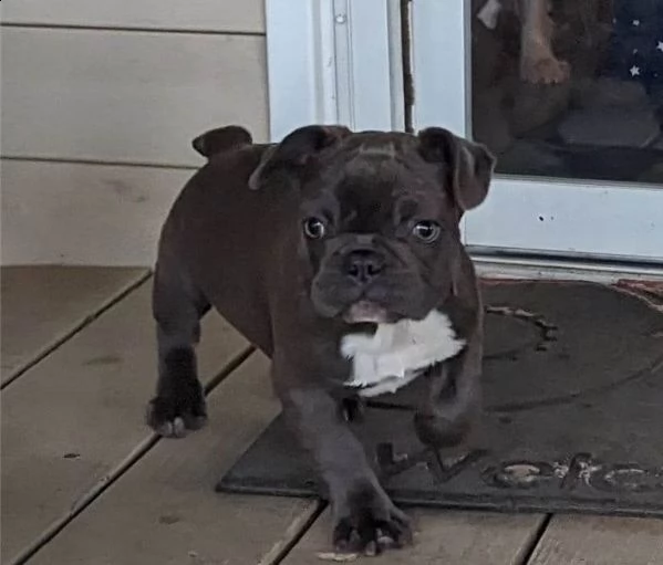 cuccioli di bulldog francese blu merle torba nero tigrato con pedigree cercano casa | Foto 4