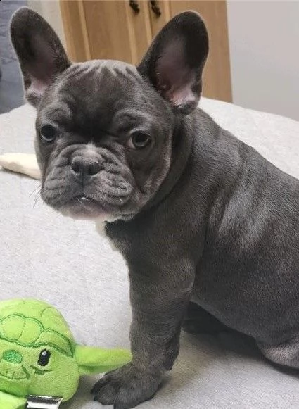 cuccioli di bulldog francese blu merle torba nero tigrato con pedigree cercano casa | Foto 3
