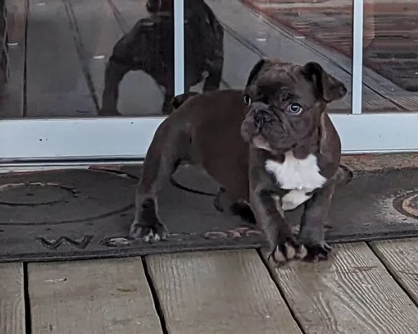 cuccioli di bulldog francese blu merle torba nero tigrato con pedigree cercano casa | Foto 2
