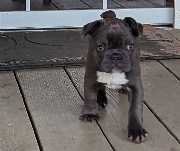 cuccioli di bulldog francese blu merle torba nero tigrato con pedigree cercano casa | Foto 0