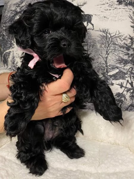 disponibili bellissimi cuccioli di bolonka