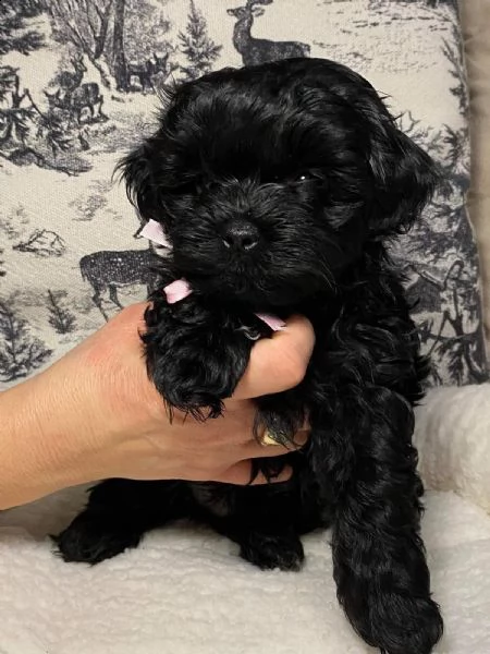disponibili bellissimi cuccioli di bolonka | Foto 2