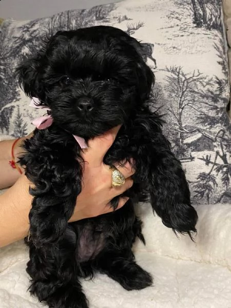disponibili bellissimi cuccioli di bolonka | Foto 1