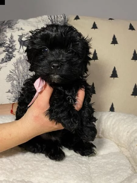 disponibili bellissimi cuccioli di bolonka | Foto 0