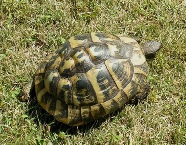 tartaruga di terra hermanni boettgeri | Foto 0