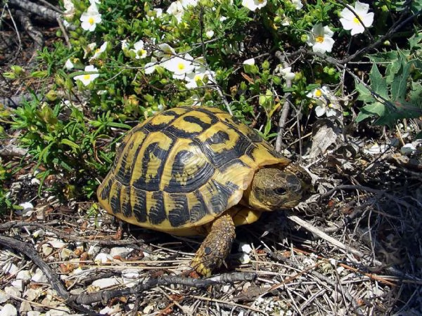 tartaruga di terra testudo hermanni boettgeri nate nel 2016