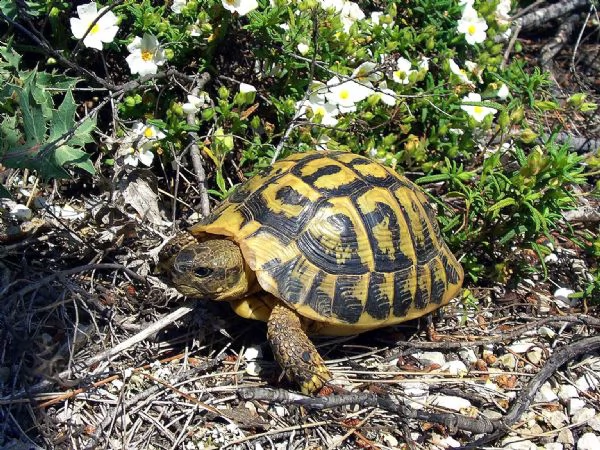 tartaruga di terra testudo hermanni boettgeri nate nel 2016 | Foto 0