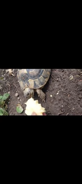 2 tartarughe 