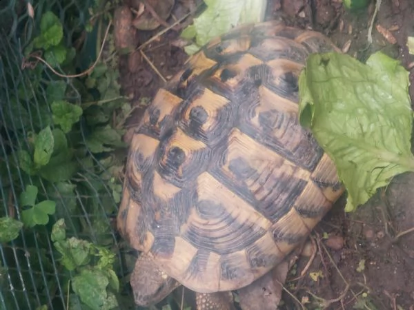 2 tartarughe  | Foto 2