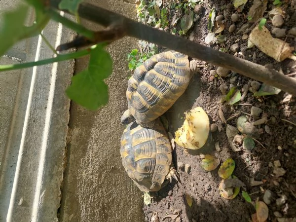 2 tartarughe  | Foto 0