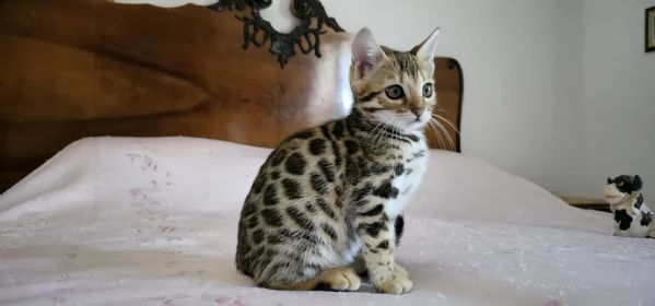 cuccioli bengal