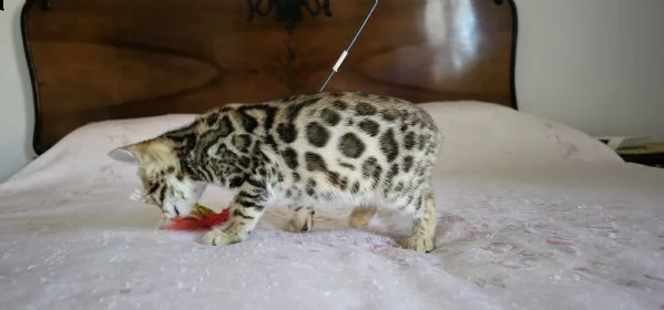 cuccioli bengal | Foto 1