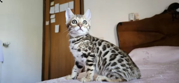 cuccioli bengal