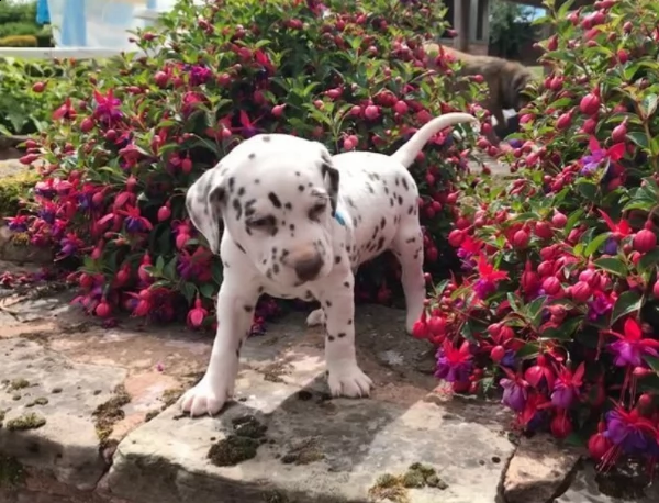 Sottobicchiere a forma di cane dalmata, prodotto negli Stati
