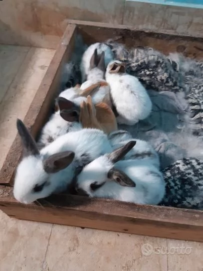 vendo sette meravigliosi coniglietti gigante pezzato inglese