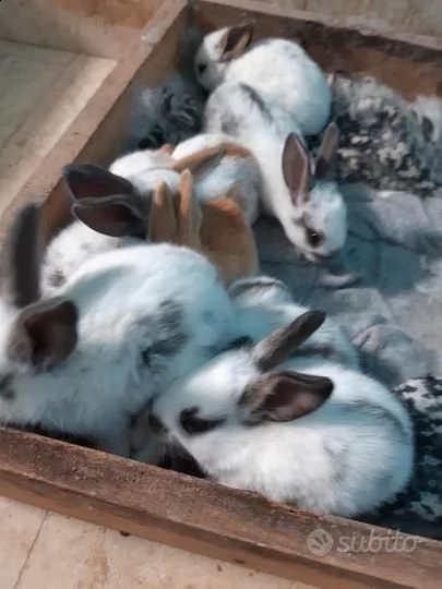 vendo sette meravigliosi coniglietti gigante pezzato inglese | Foto 3
