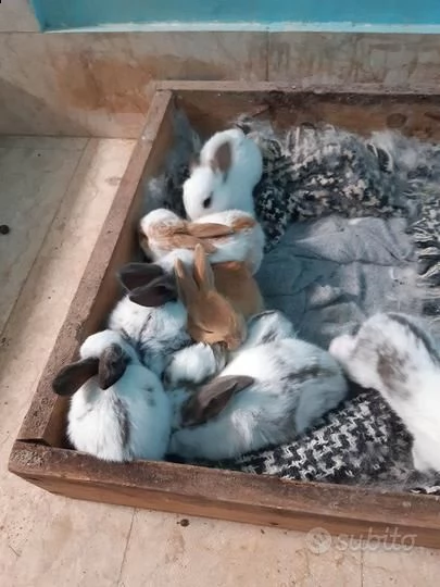 vendo sette meravigliosi coniglietti gigante pezzato inglese | Foto 1