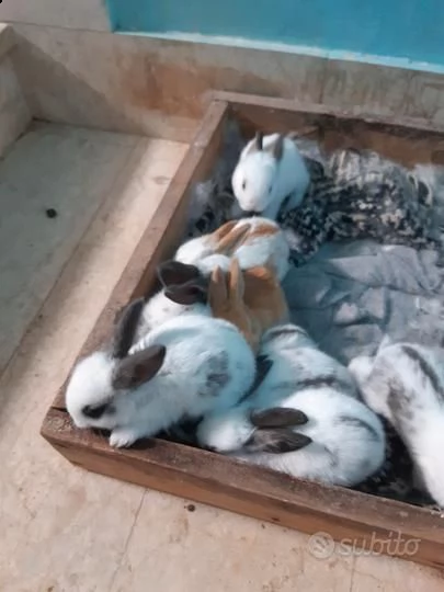 vendo sette meravigliosi coniglietti gigante pezzato inglese | Foto 0