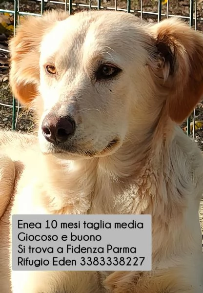 Enea cucciolone di 10 mesi ti aspetta a Fidenza Parma Rifugio Eden | Foto 1