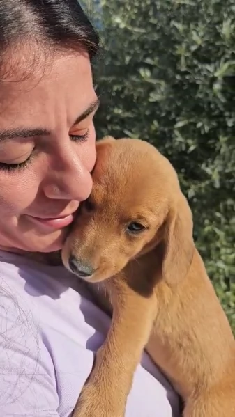 Simba cucciolo di soli 3 mesi cerca casa