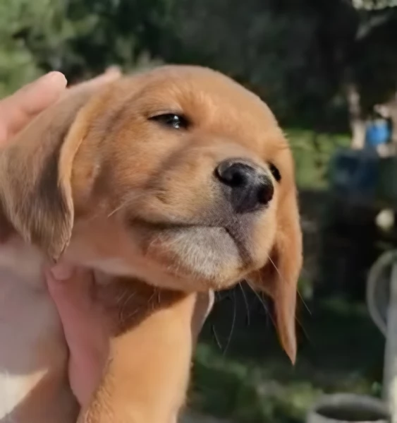 Simba cucciolo di soli 3 mesi cerca casa | Foto 6