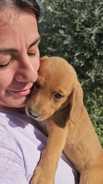 Simba cucciolo di soli 3 mesi cerca casa | Foto 4