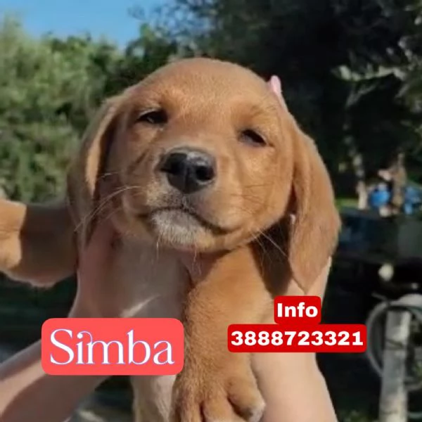 Simba cucciolo di soli 3 mesi cerca casa | Foto 3