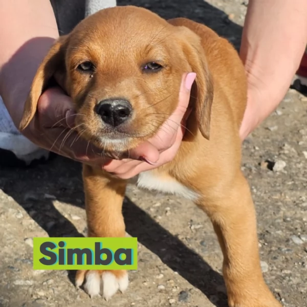 Simba cucciolo di soli 3 mesi cerca casa | Foto 2