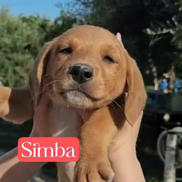Simba cucciolo di soli 3 mesi cerca casa | Foto 1