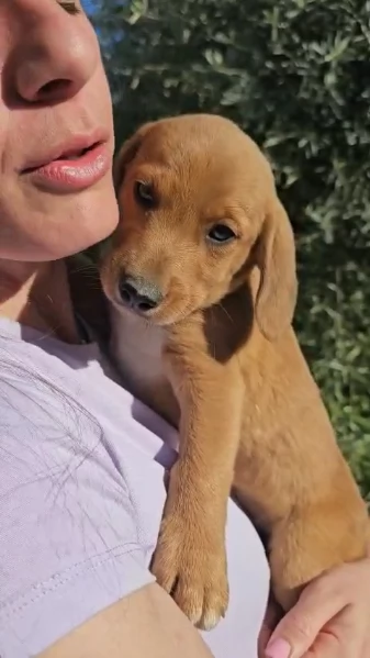 Simba cucciolo di soli 3 mesi cerca casa | Foto 0