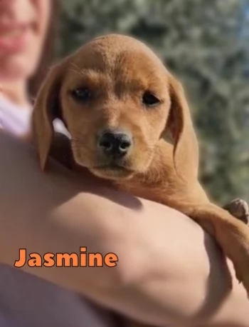 Jasmine cucciola di 3 mesi taglia medio piccola cerca casa | Foto 4