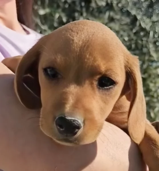 Jasmine cucciola di 3 mesi taglia medio piccola cerca casa | Foto 3
