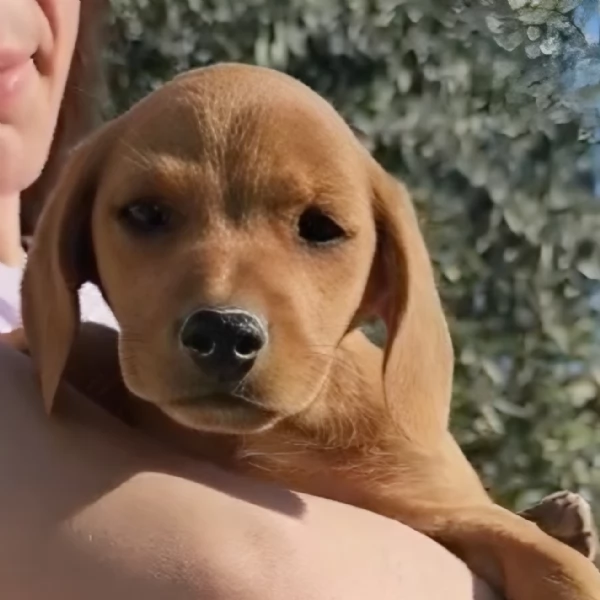 Jasmine cucciola di 3 mesi taglia medio piccola cerca casa