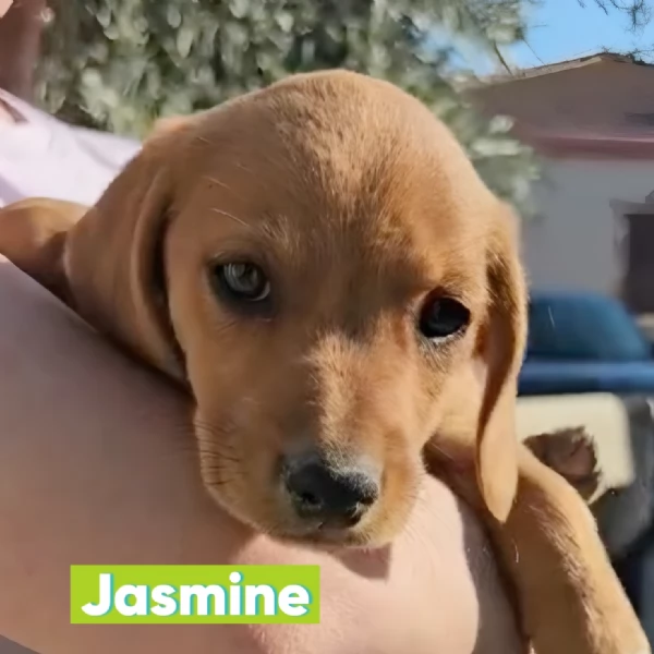 Jasmine cucciola di 3 mesi taglia medio piccola cerca casa | Foto 1