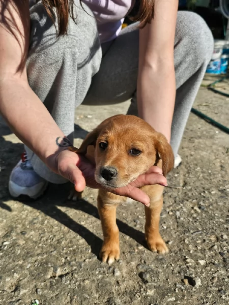 Jasmine cucciola di 3 mesi taglia medio piccola cerca casa | Foto 0